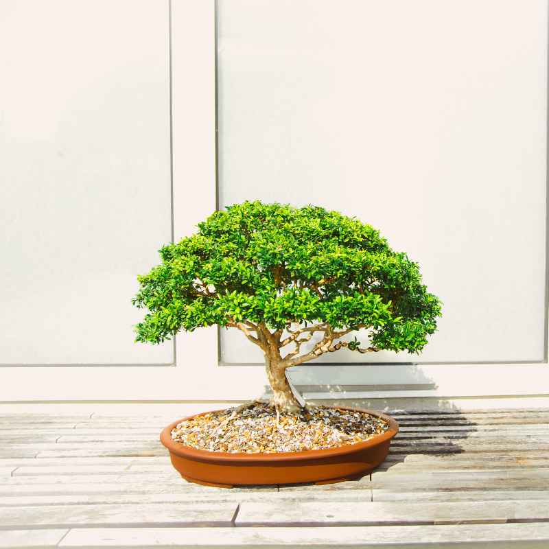 Understanding the Juniper Bonsai's Life Cycle
