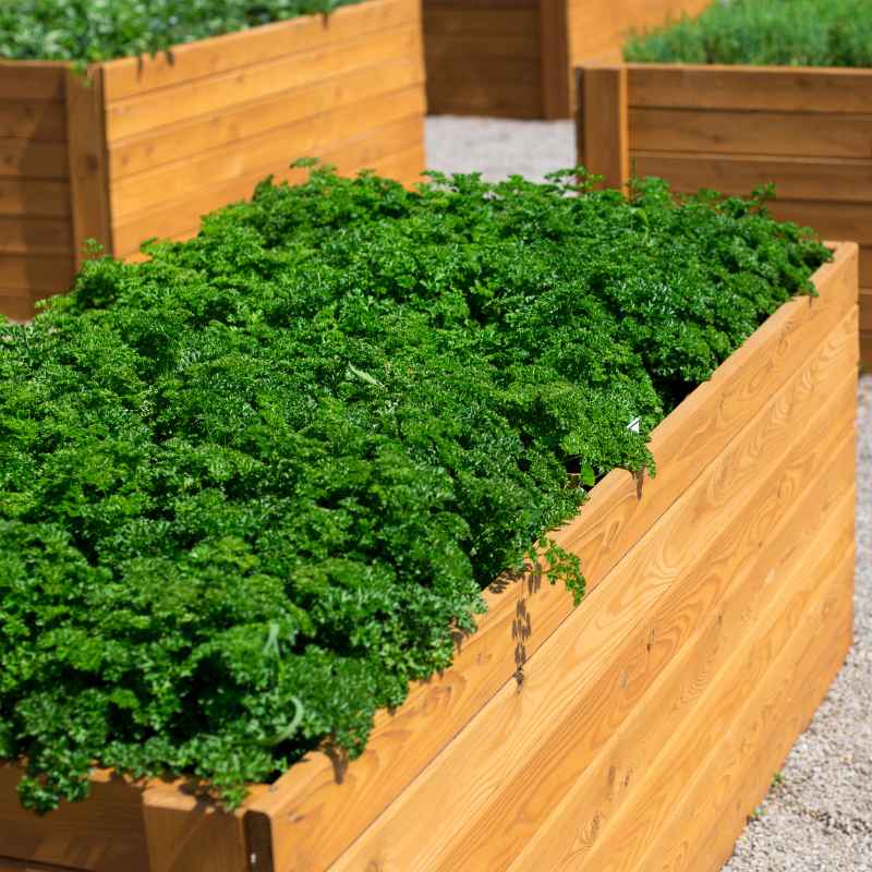 What About Treated Lumber in Gardens?