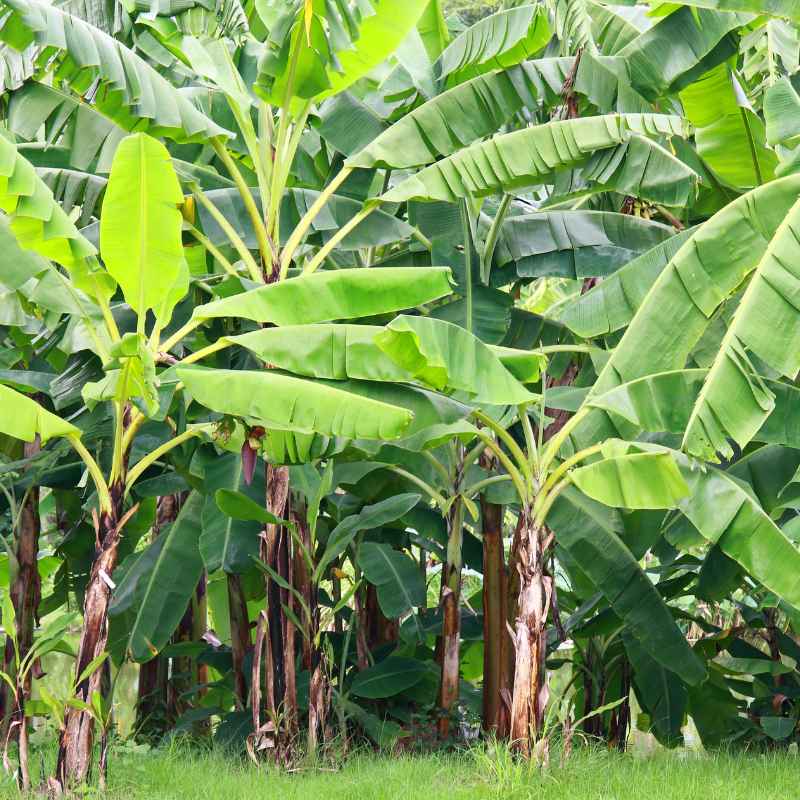 What Are Banana Plant Rhizomes?