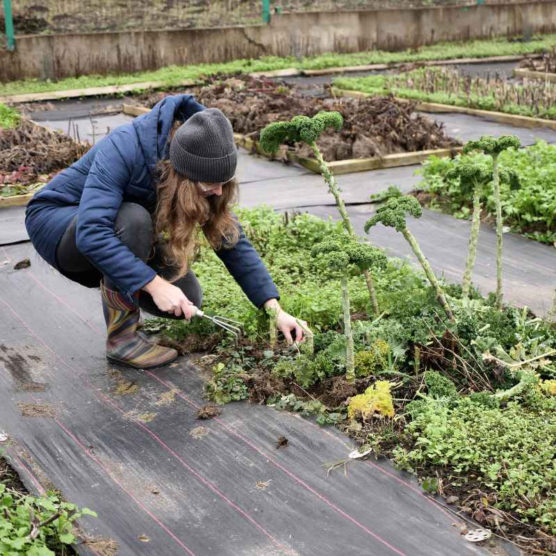 What Are the Common Mistakes When Using Weed and Feed in Vegetable Gardens?