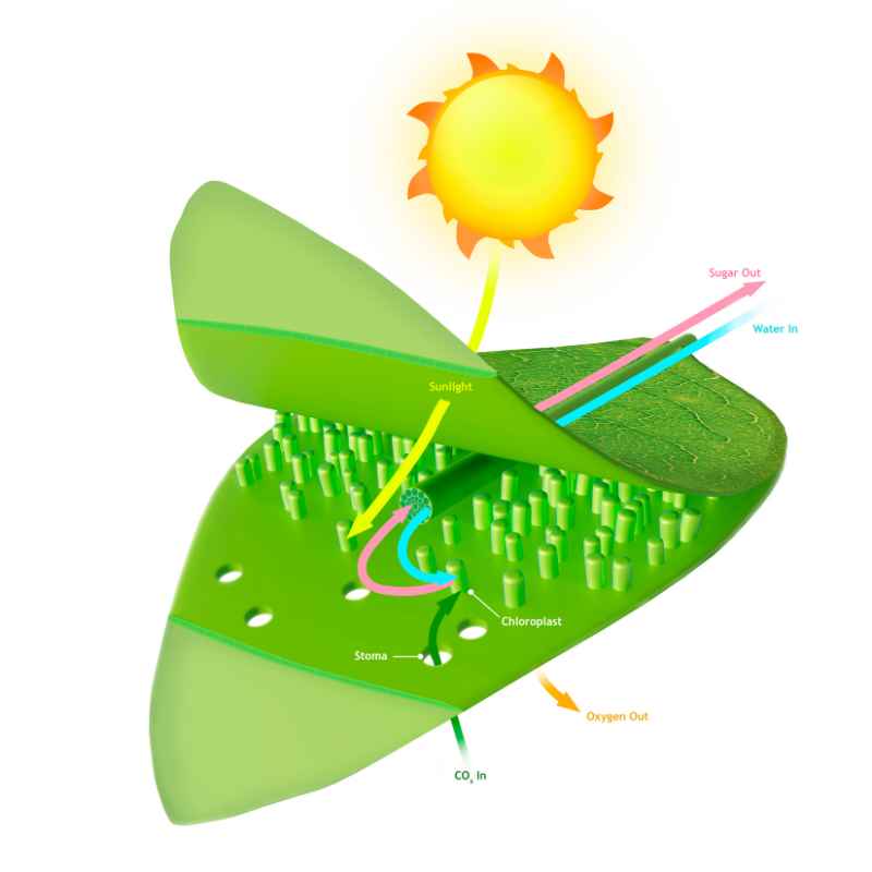 What Exactly Is Photosynthesis?