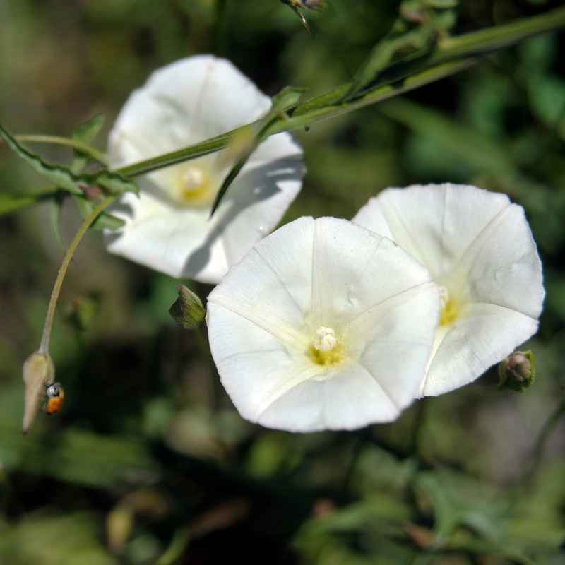 What Is Bindweed And Why Is It Hard To Control?
