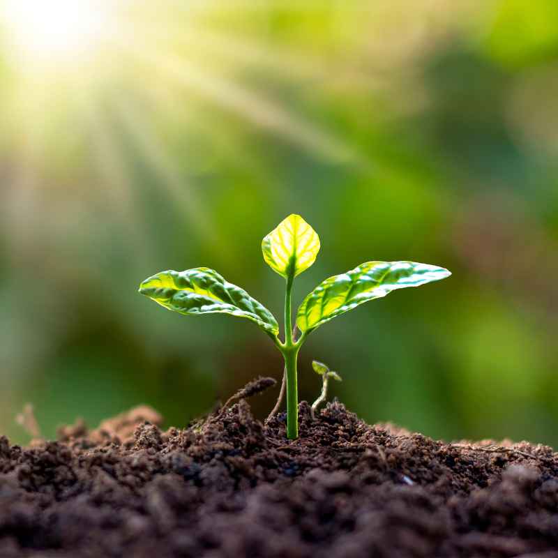 What Is Soil PH and Why Does It Matter?