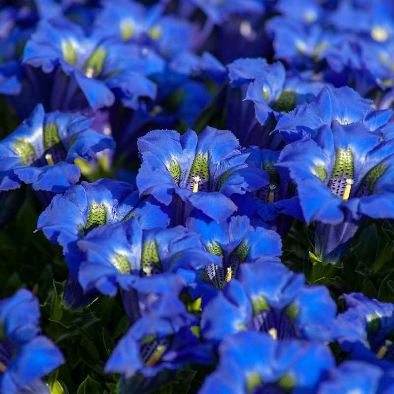 What Is The Alpine Biome?