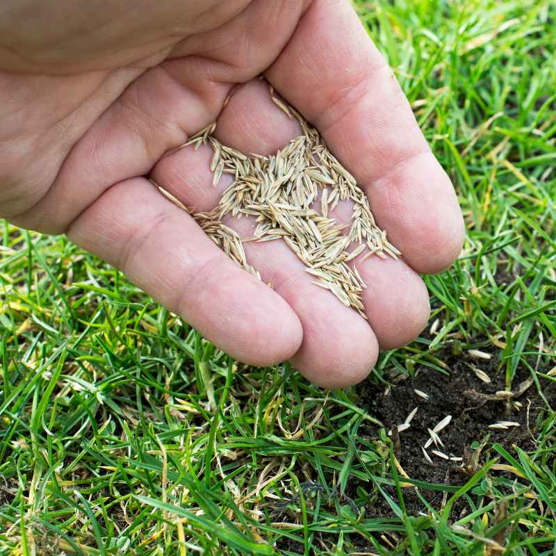 What Is the Best Time to Plant Grass Seed in Michigan?