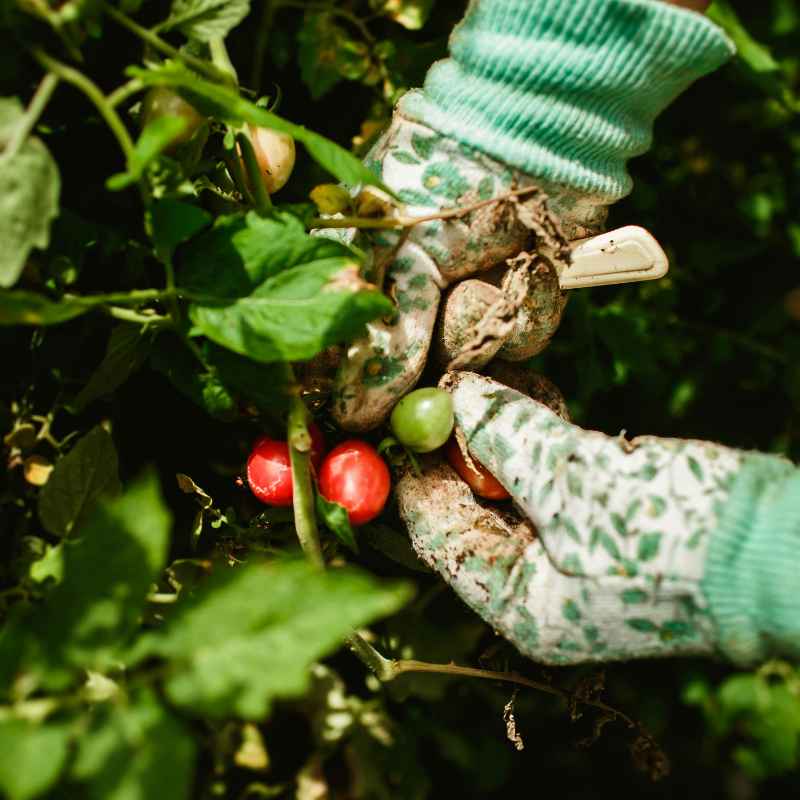 What Makes Round Gardener Tomato And Vegetable Pots Special