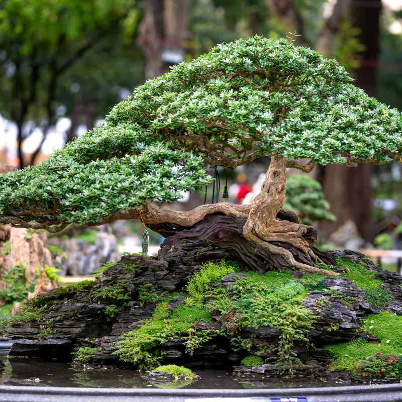 What Makes an Evergreen Bonsai Right for the Outdoors?