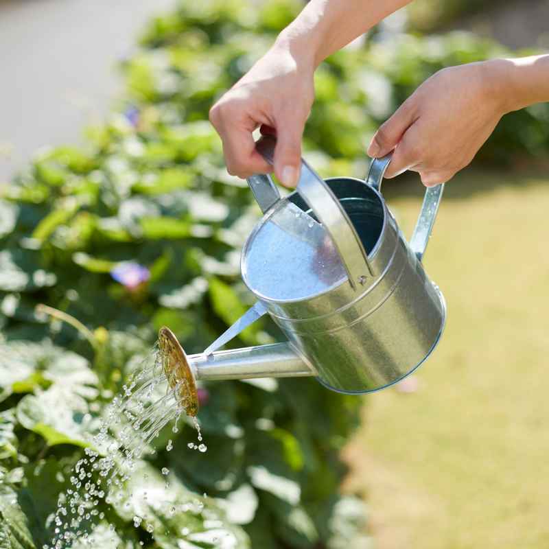 What This Means for Your Garden Future