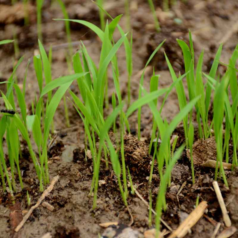 When to Expect Results After Seeding in April
