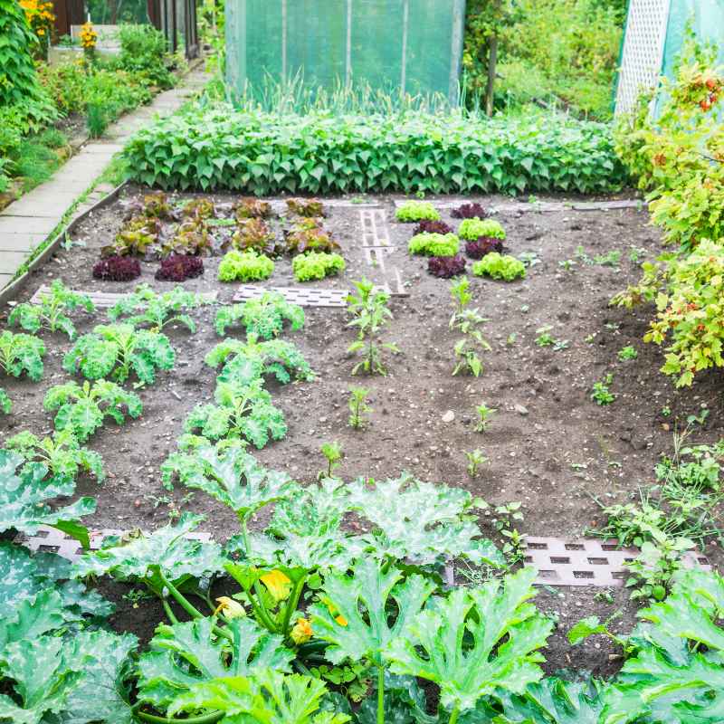 Where to Get Vegetable Patches