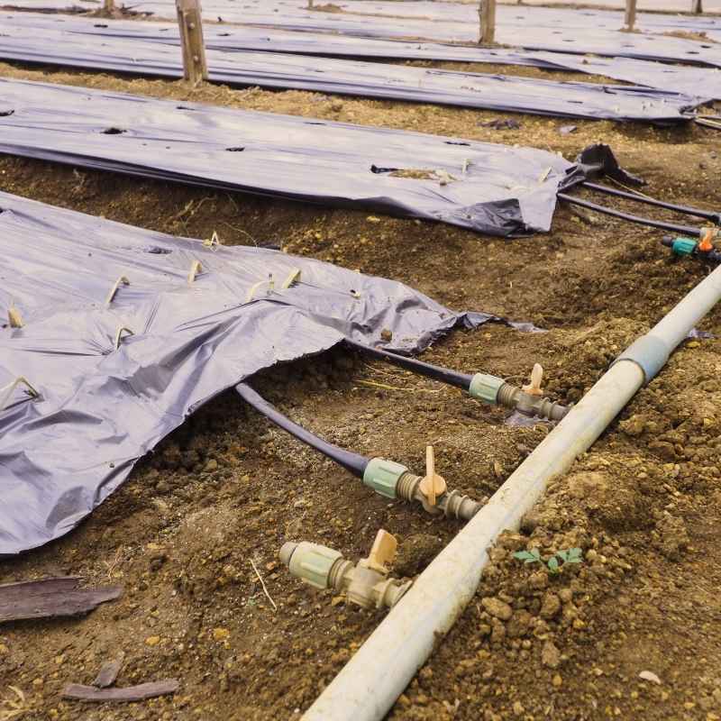 Who Benefits Most from Drip Irrigation?