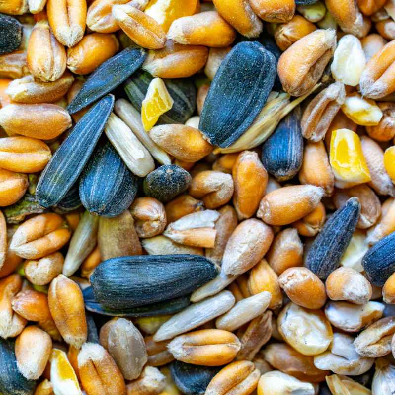 Why Do Gardeners Consider Soaking Corn Seeds Before Planting?