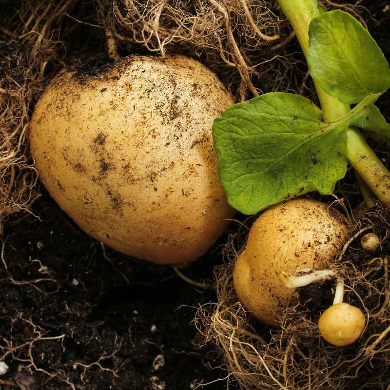 Why Fall Vegetables Taste Better