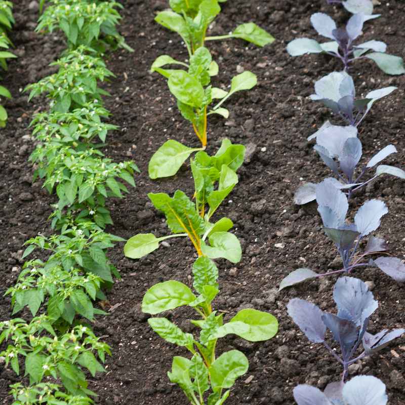 Fostering a Deeper Connection with Nature