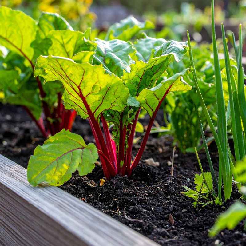 Alternatives to Ironite for Iron Supplementation