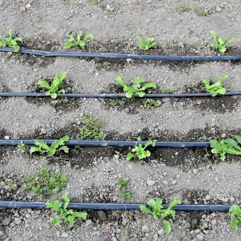 What Vegetables Benefit Most from Soaker Hoses?