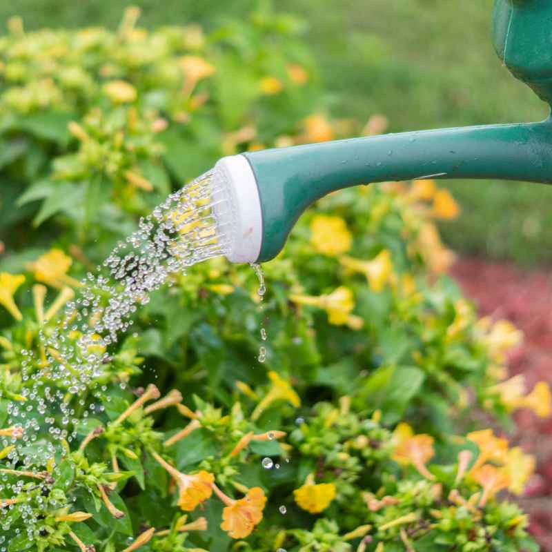 Safer Alternatives for Pest Control in Vegetable Gardens