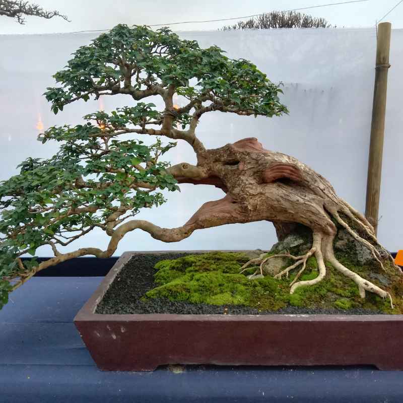 How Long Can a Bonsai Live Compared to a Regular Tree?
