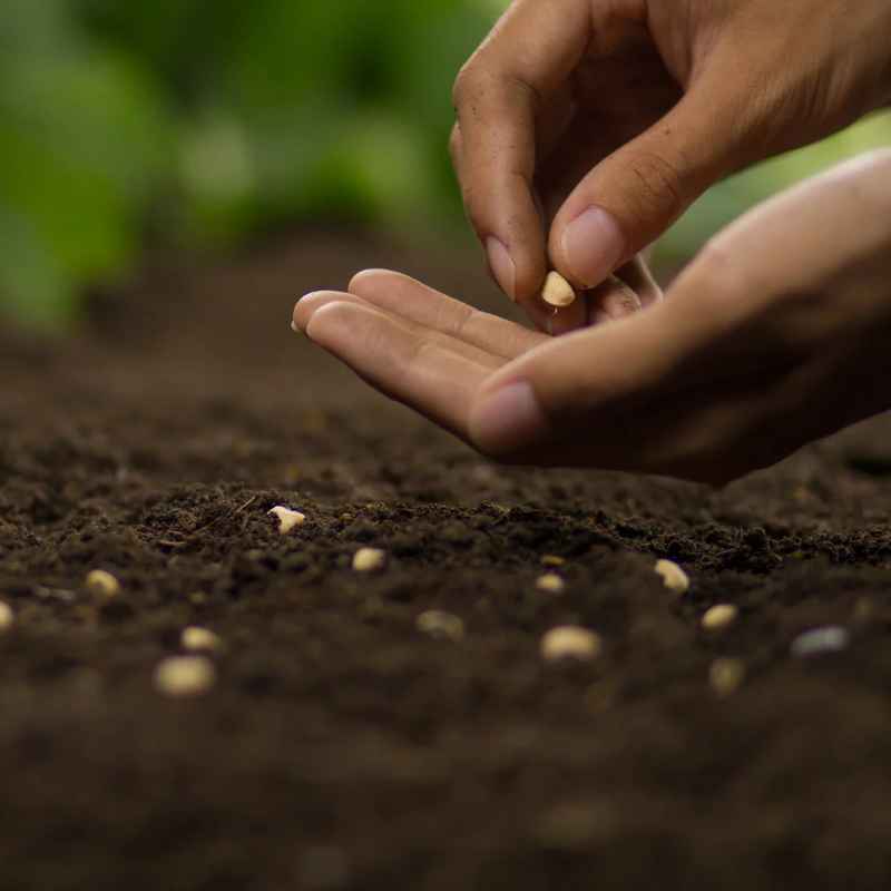 What You'll Need to Plant a Seed