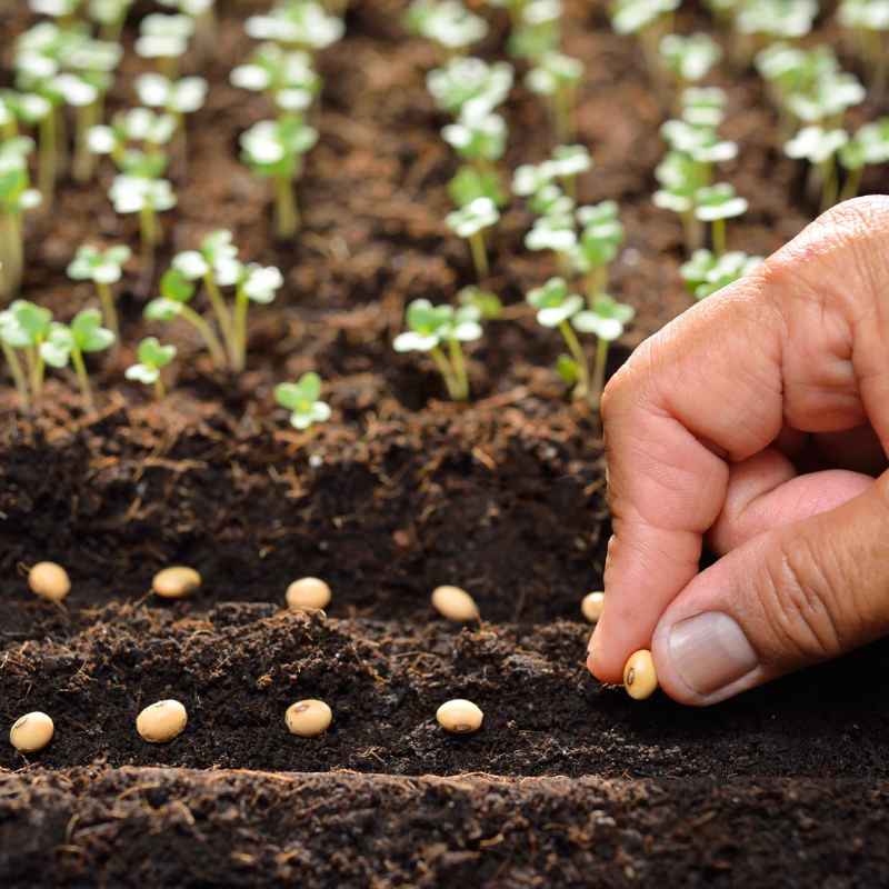 Common Mistakes When Planting Seeds