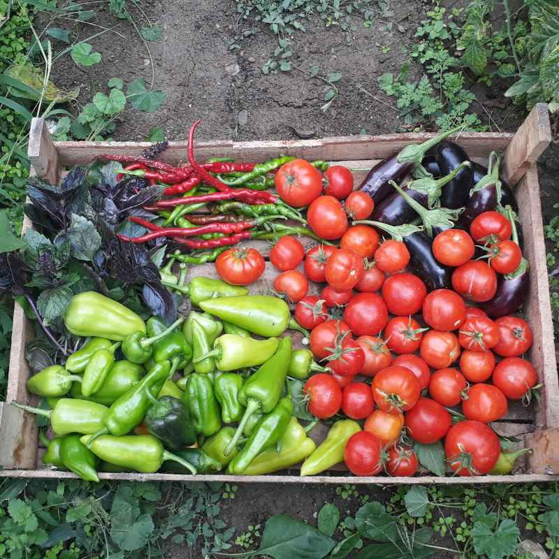 Transplanting Seedlings Outdoors