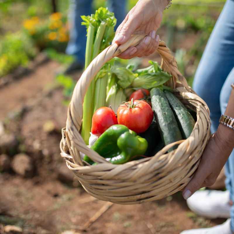 What is Starting Vegetable Gardens Indoors Early?