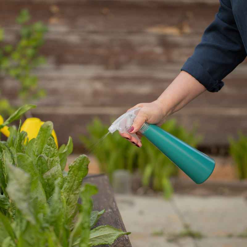 Integrated Pest Management (IPM) for Vegetable Gardens