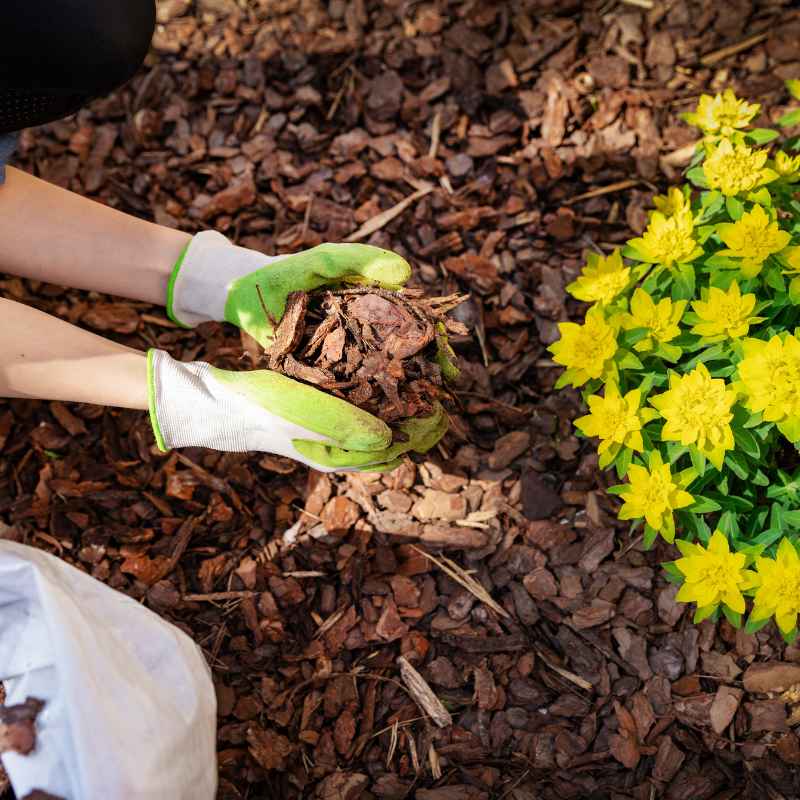 Alternatives to Redwood Mulch for Vegetable Gardens