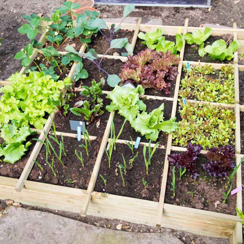 Tips for Maximizing Growth in Limited Container Space