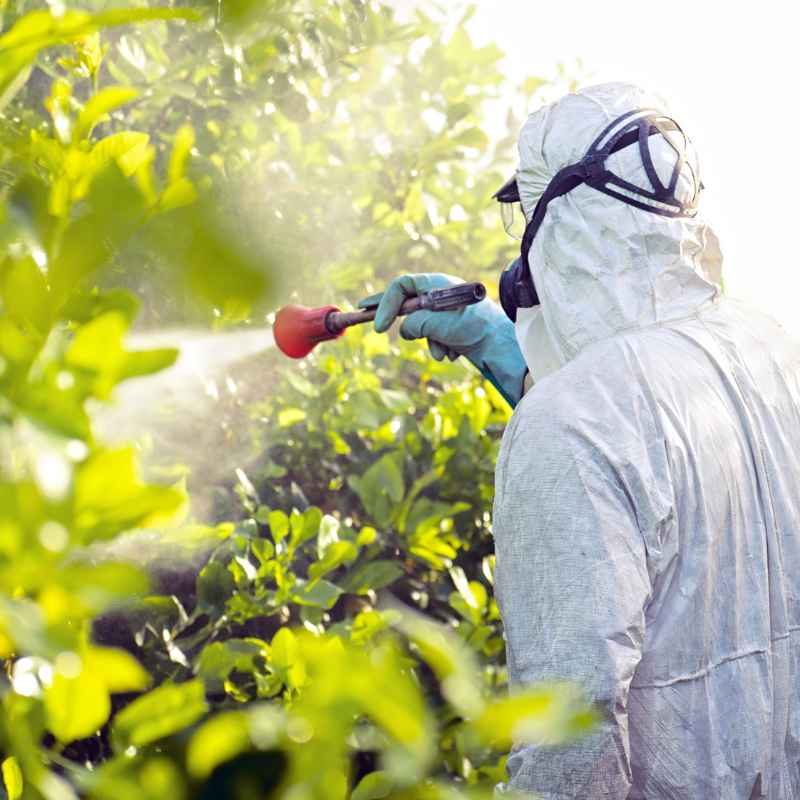 What Are Homemade Pesticides for Vegetable Gardens?