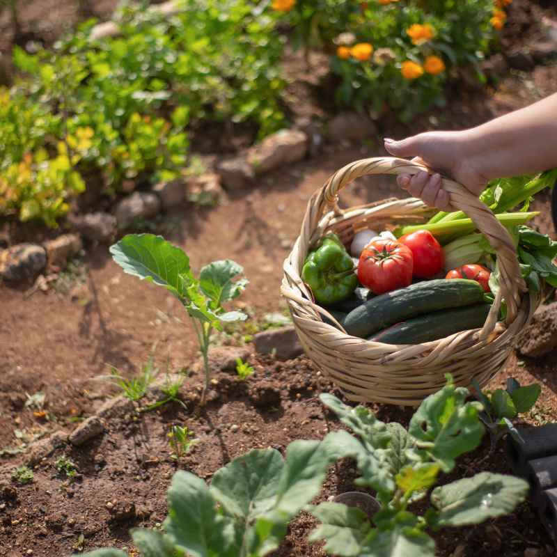 What Bug Spray is Safe for Vegetable Gardens