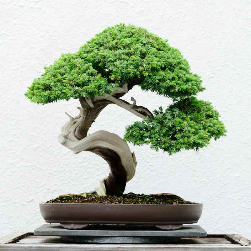 What Is a Tree?