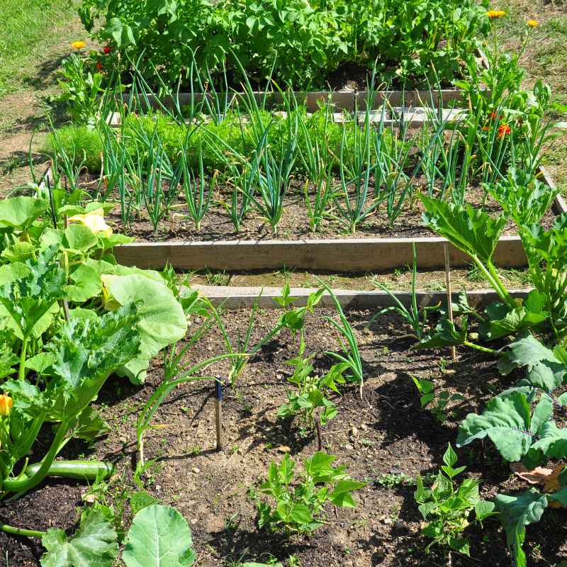 What is Expert Gardener Organics Vegetable Fertilizer?