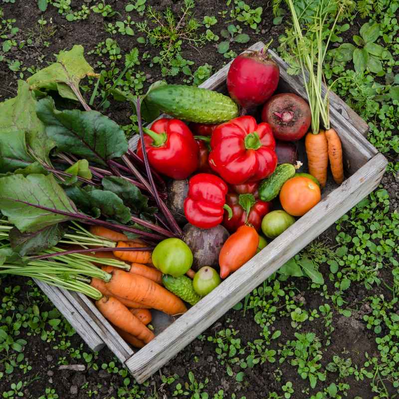 What is Ironite and Why Vegetable Gardens Need It