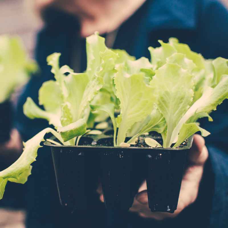 What is Kefir Whey and Why Use It in the Garden?