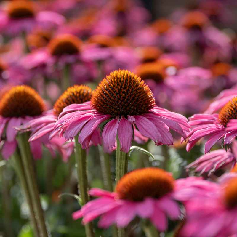 What is Stratification and Why Fall Planting Helps