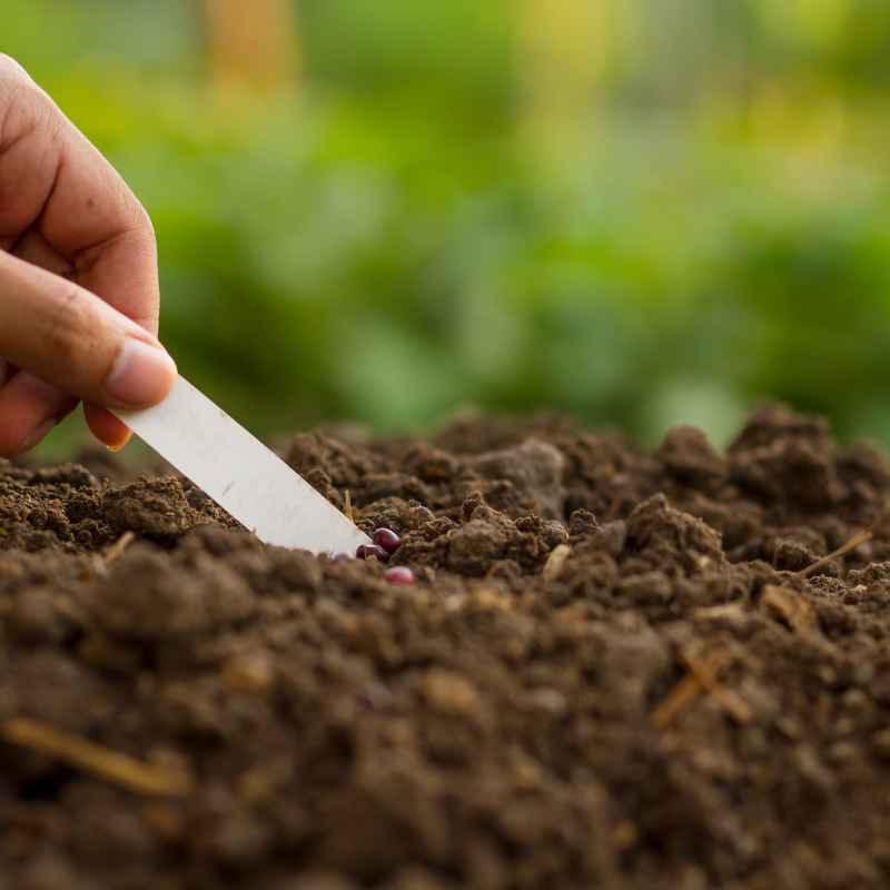 Why Specific Vegetables Might Prefer Sandy Soil