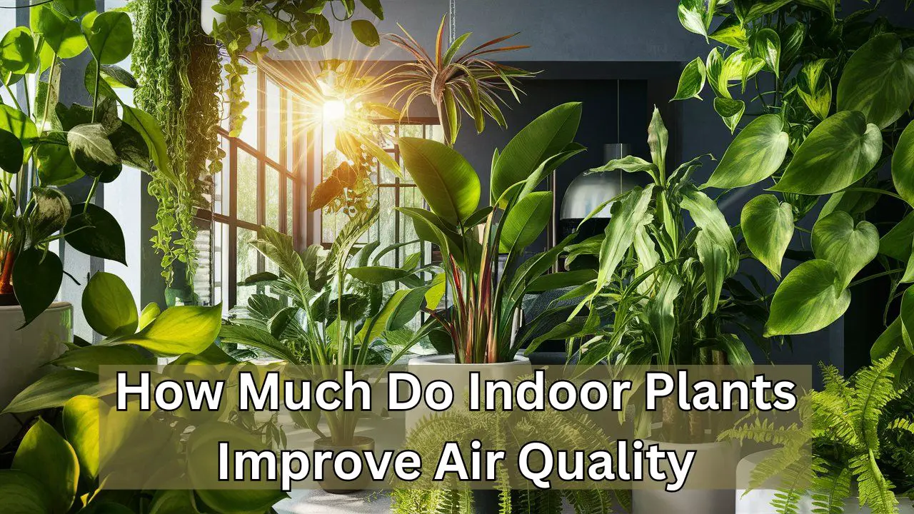 How Much Do Indoor Plants Improve Air Quality: Breathe Easy!