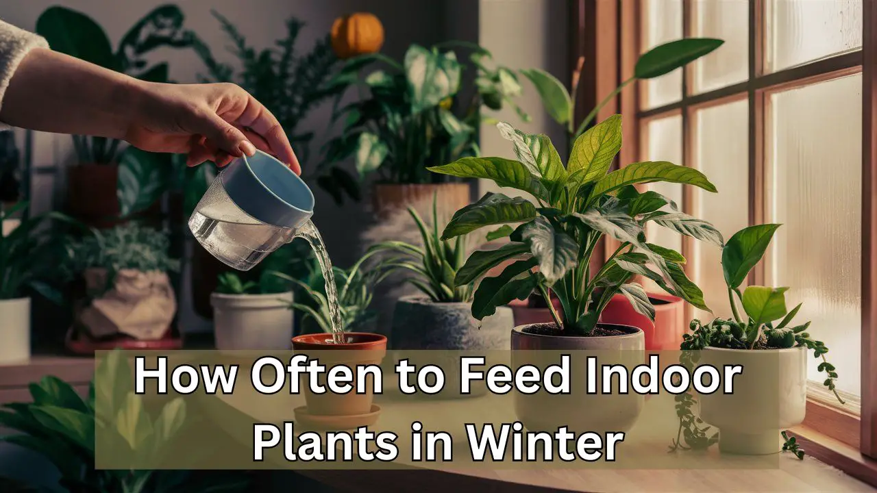 How Often to Feed Indoor Plants in Winter: Key Tips