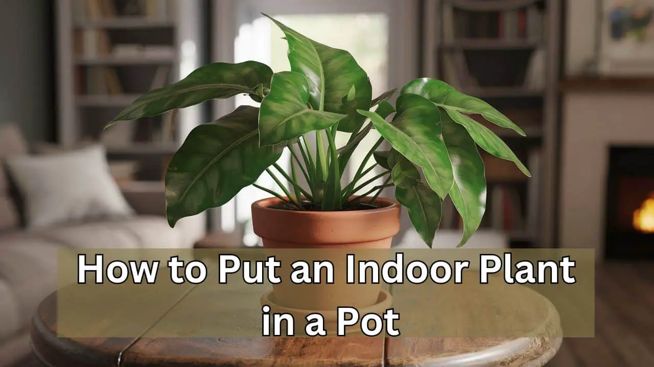 How to Put an Indoor Plant in a Pot: Step-by-Step Guide