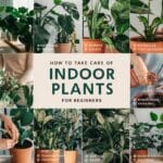 How to Take Care of Indoor Plants for Beginners Easy Tips!