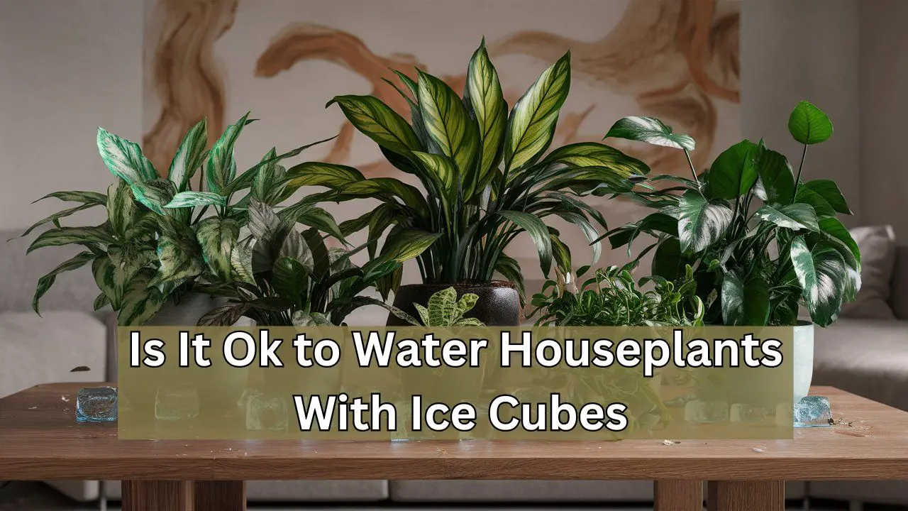 Is It Ok to Water Houseplants With Ice Cubes: The Ultimate Guide