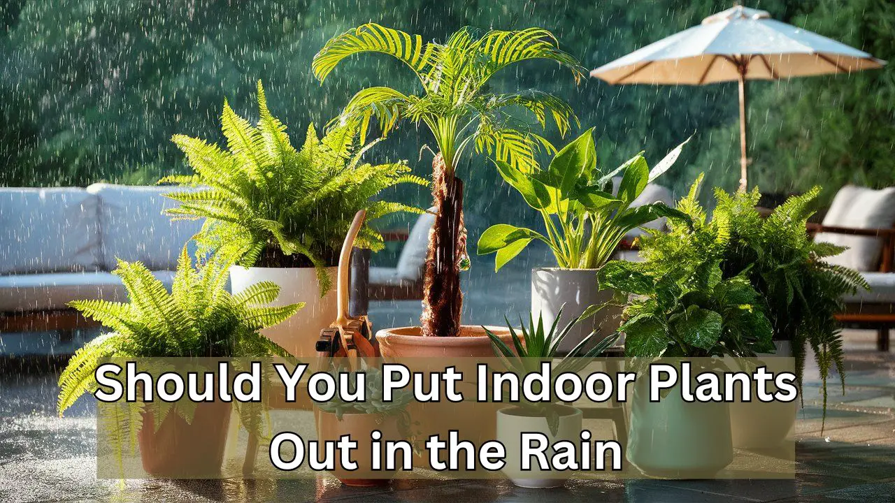 Should You Put Indoor Plants Out in the Rain?: Growth Boost!