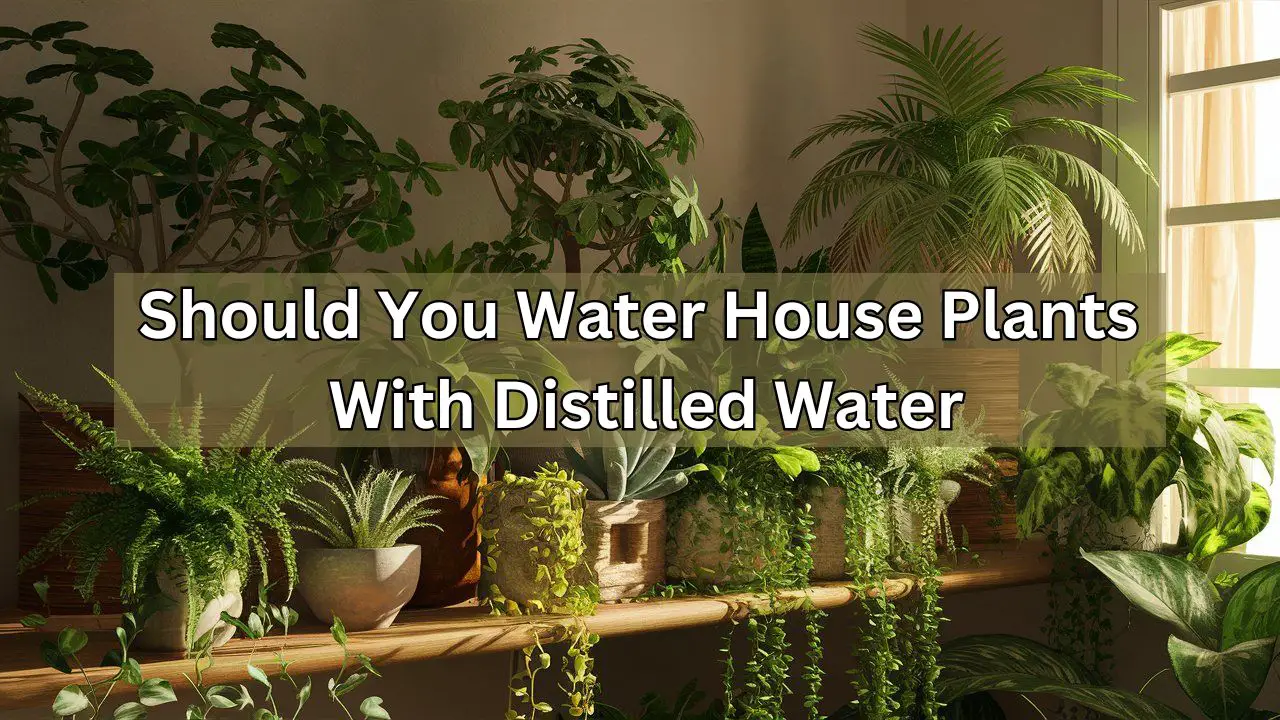 Should You Water House Plants With Distilled Water: Expert Tips