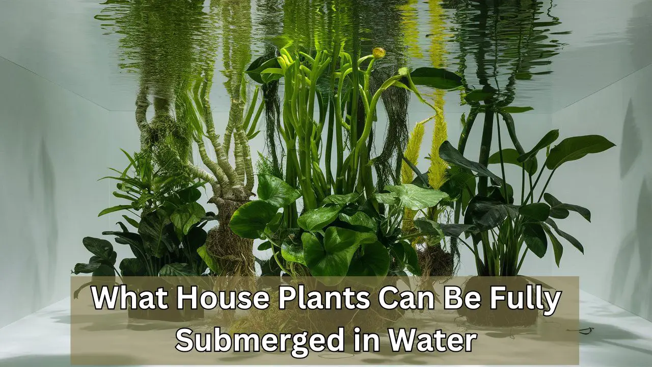 What House Plants Can Be Fully Submerged in Water: Top Picks