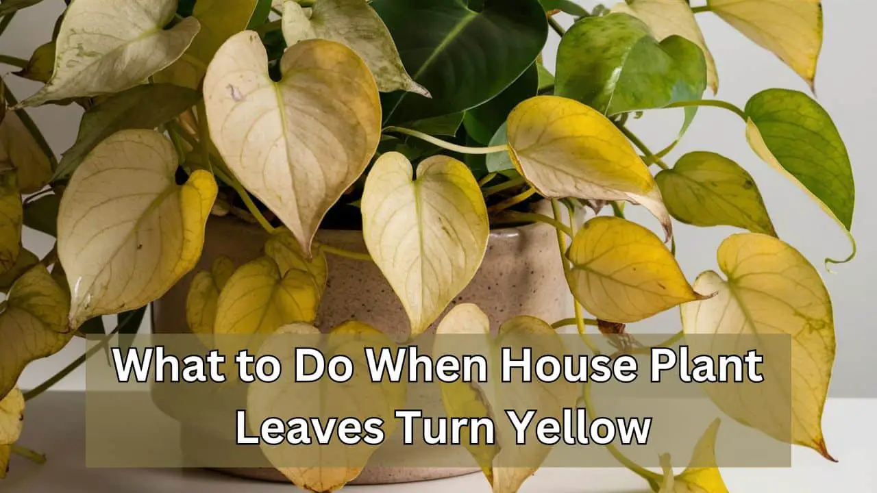 What to Do When House Plant Leaves Turn Yellow: Revive Tips