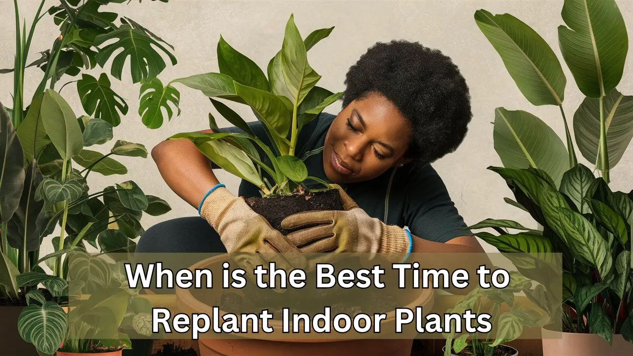 When is the Best Time to Replant Indoor Plants?: Essential Tips