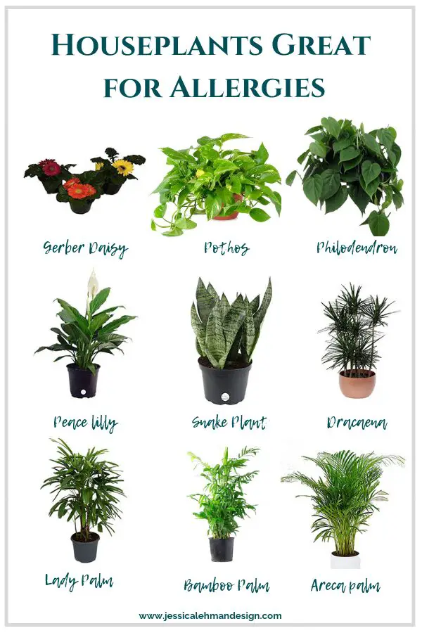 Best Air Purifying Plants for Allergies: Breathe Easier Naturally