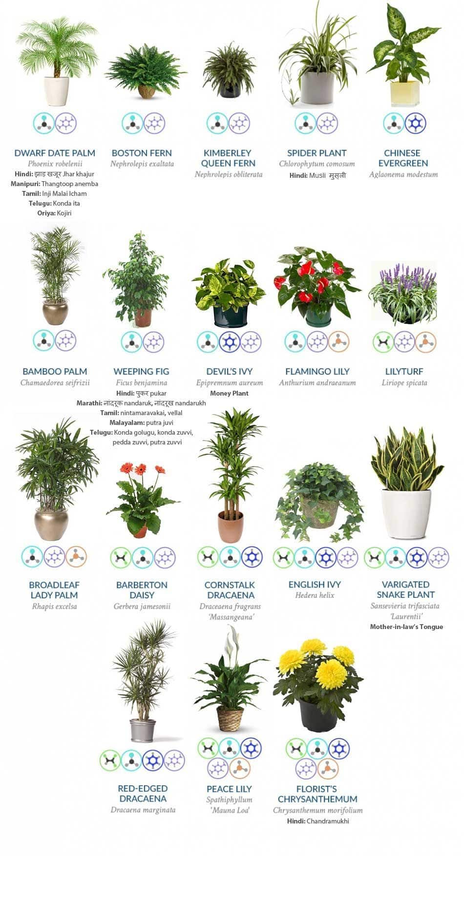 Best Air Purifying Plants for Bedroom: Transform Your Sleep Space