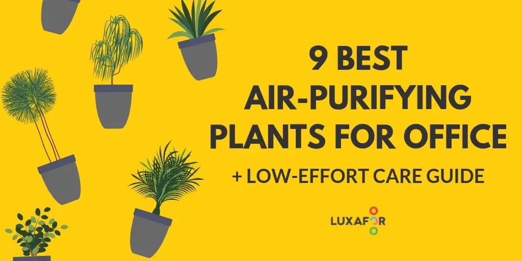 Best Air Purifying Plants for Office: Boost Productivity & Health